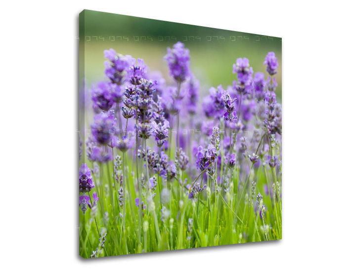 Zidno slikarstvo CVEĆE XOBKV146E12