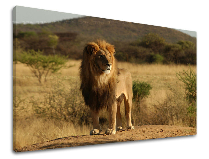 Zidno slikarstvo ŽIVOTINjE ZV008E11