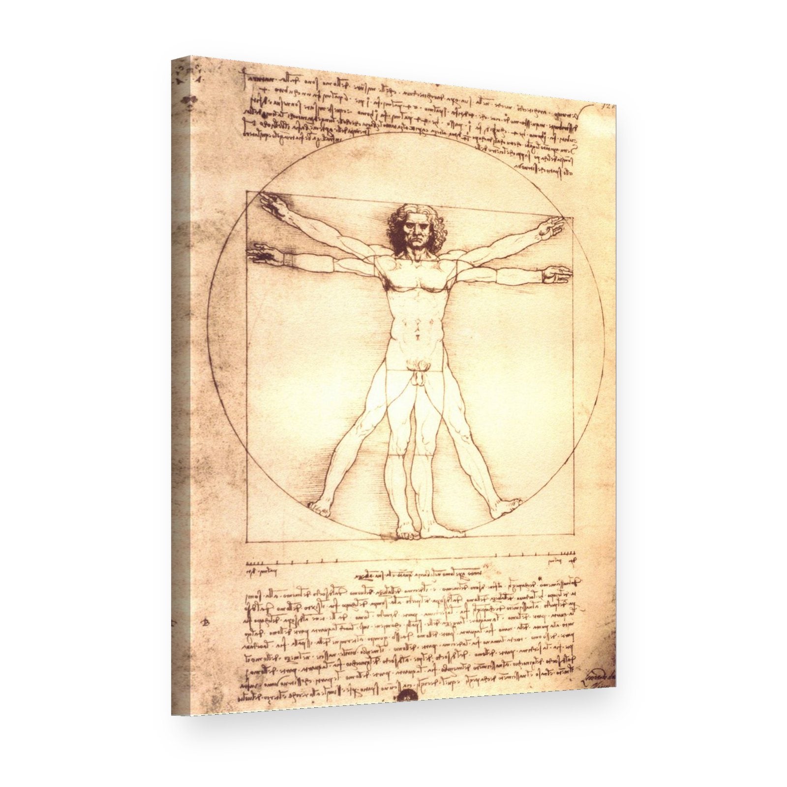 Slika na platnu Vitruvijev čovek – Leonardo da Vinči, 3D prikaz