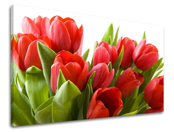 obraz-na-stenu-kvety-tulipany-SK-XOBKV120E11-0.jpg