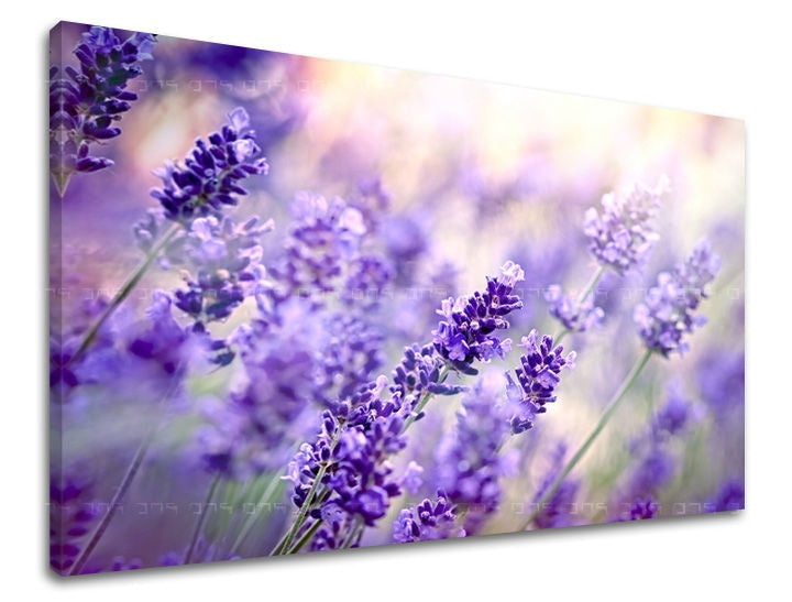 Geometrijski slika na platnu s motivom lavanda, cveće, polje, dečji motiv, mapa u belo-sivih nijansama, mirna atmosfera, priroda, trodelna izvedba – glavna