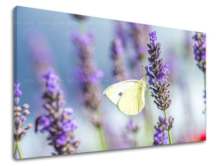 Klasičan slika s motivom leptir, lavanda, cveće u ljubičasto-plavih nijansama | Slika za zid CVEĆE, priroda i prolećna atmosfera – pregled