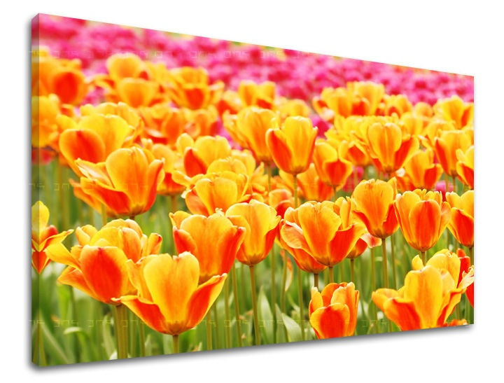 Klasičan slika na platnu s motivom tulipani, cveće, polje, pejzaž, priroda u narandžasto-ružičastih nijansama, vesela atmosfera, prolećna atmosfera i simbol obnove – glavna